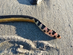 Hydrophis platurus
