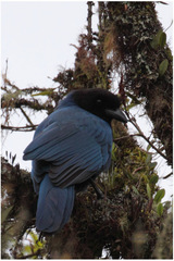 Cyanocorax caeruleus