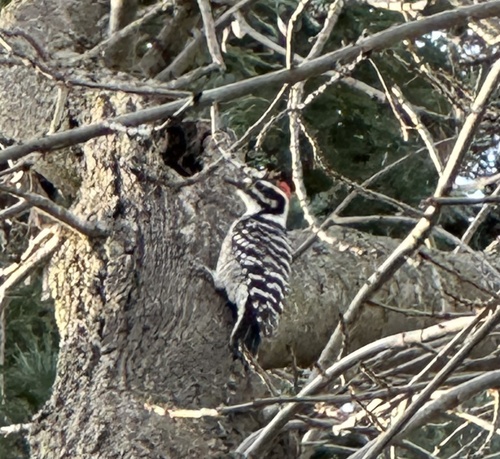 Nuttall's Woodpecker (Dryobates nuttallii), photo 5