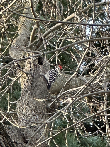 Nuttall's Woodpecker (Dryobates nuttallii), photo 6