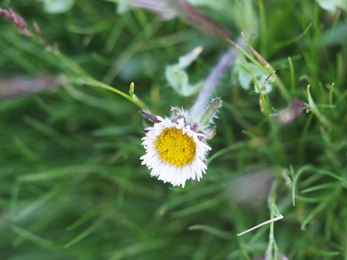 One-flowered Fleabane (Erigeron uniflorus)