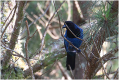 Cyanocorax caeruleus