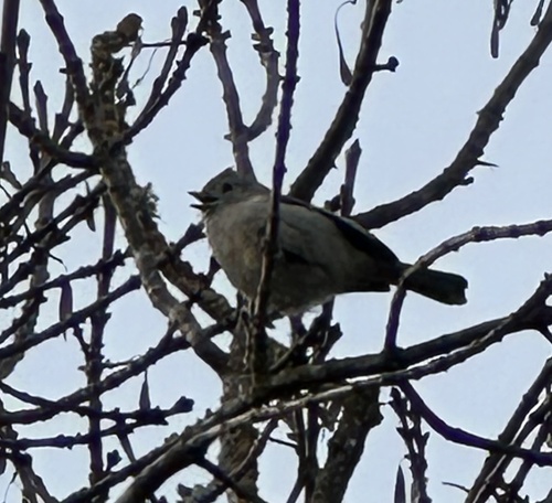 Oak Titmouse (Baeolophus inornatus), photo 2