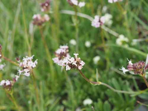 Sharpleaf Valerian (Valeriana saliunca)