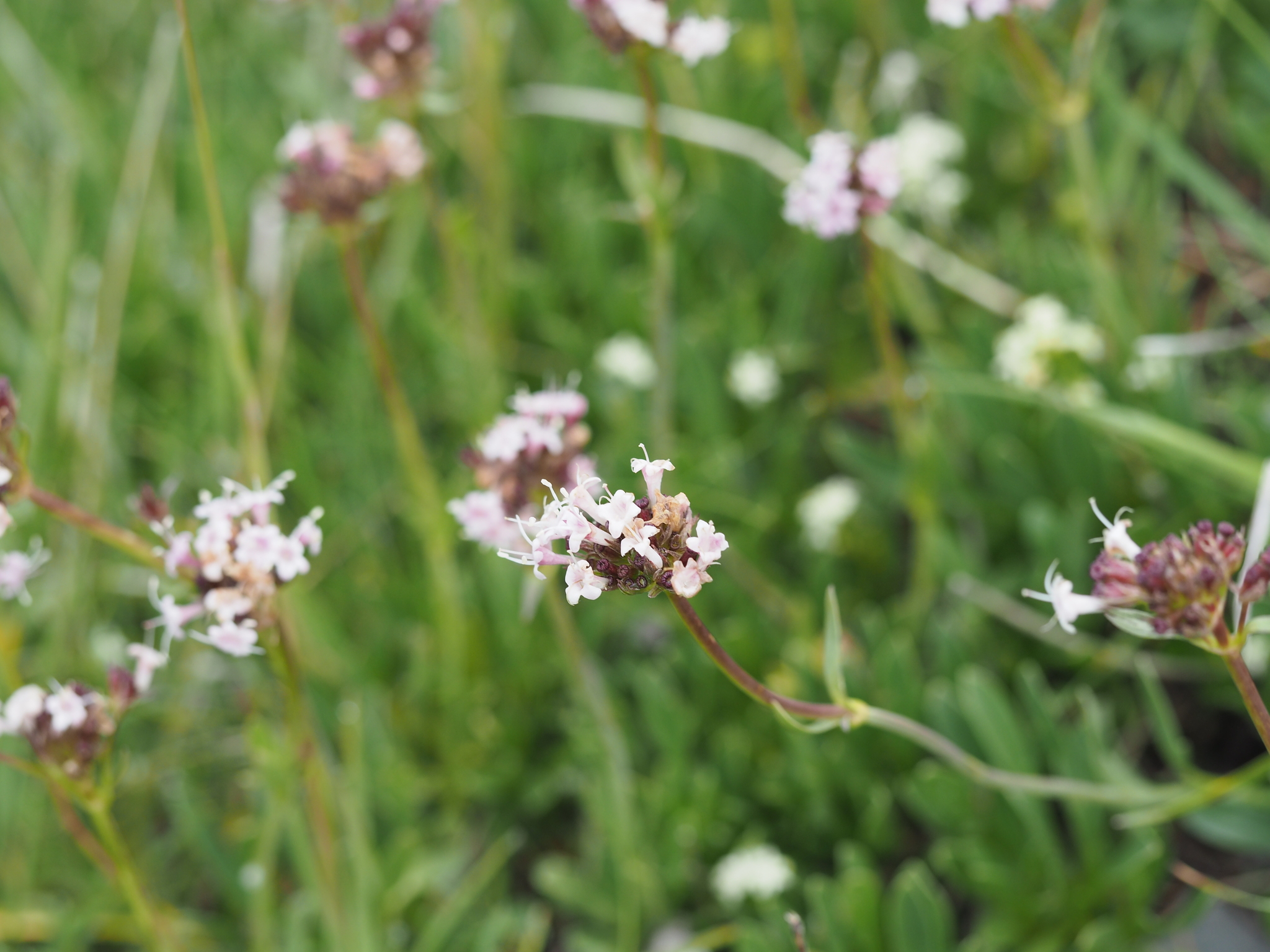 Sharpleaf Valerian (Valeriana saliunca)
