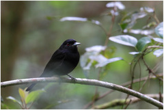 Knipolegus cyanirostris