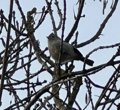 Oak Titmouse (Baeolophus inornatus), photo 3