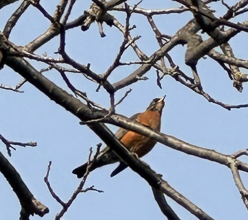 American Robin