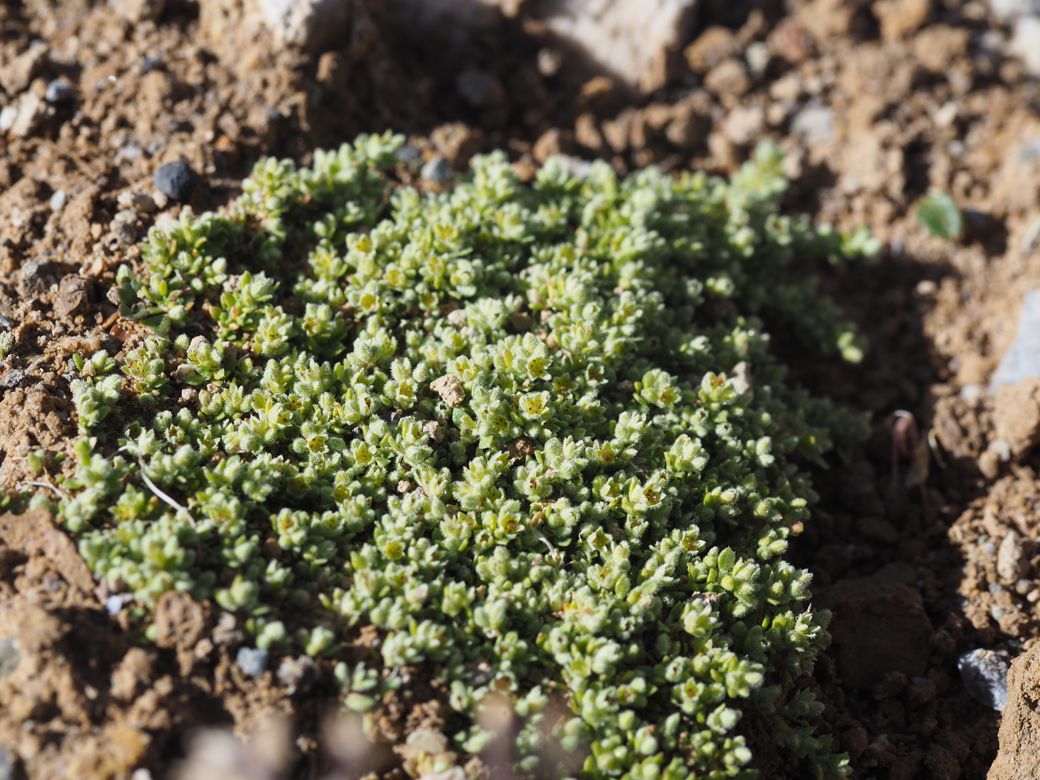 Herniaria alpina