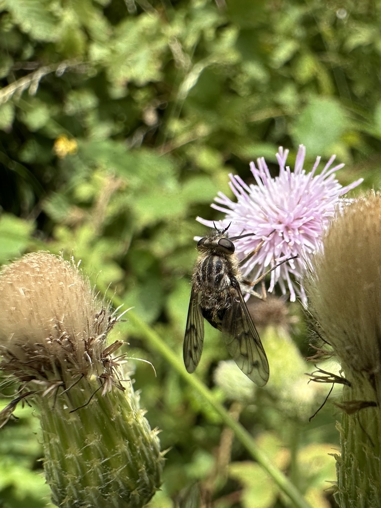 Caenopangonia hirtipalpis