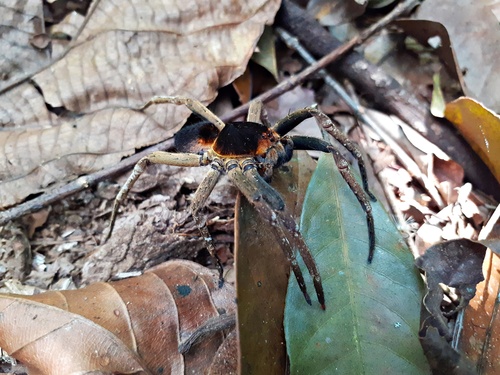 Ctenus medius