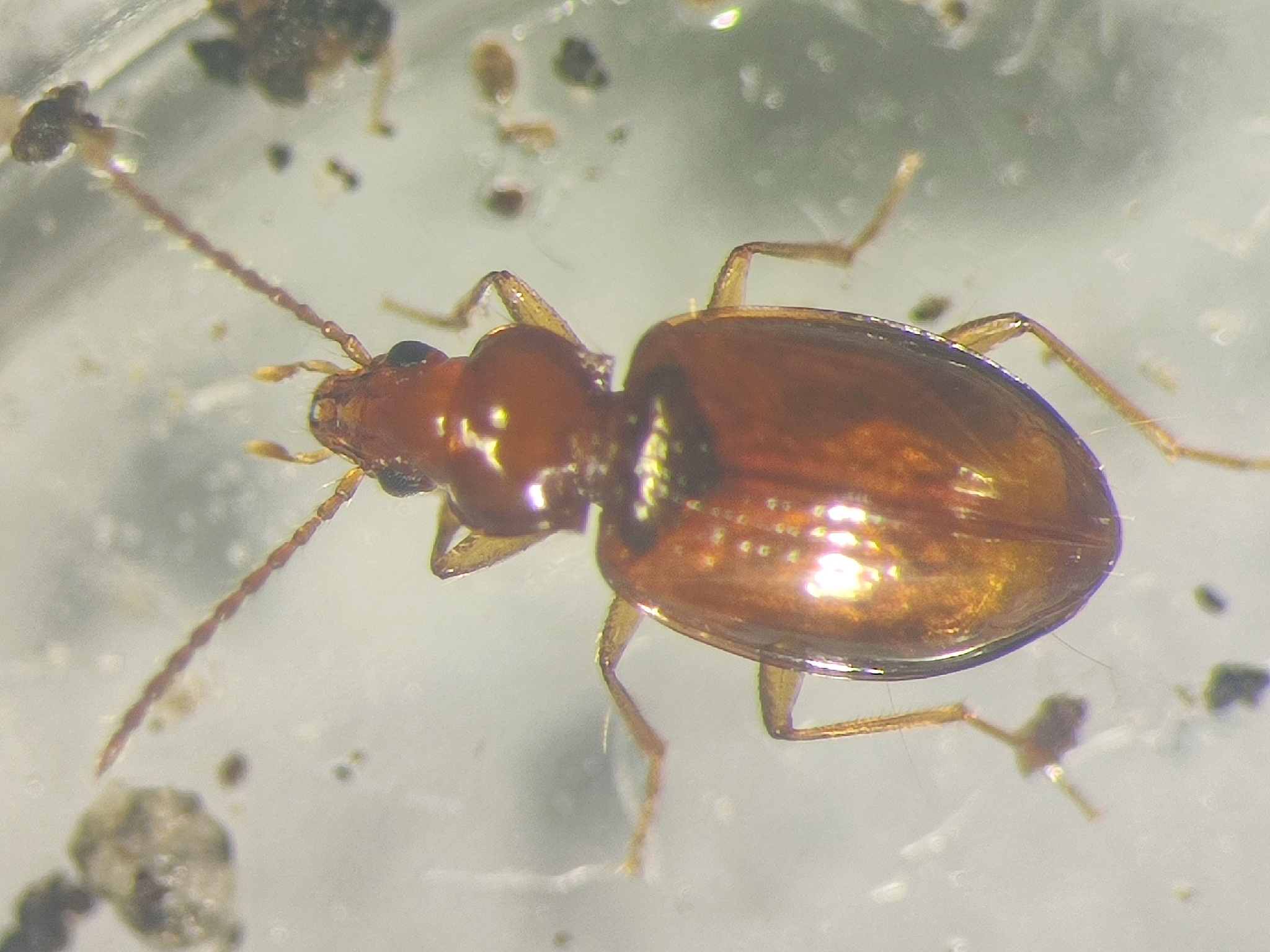 Porotachys bisulcatus