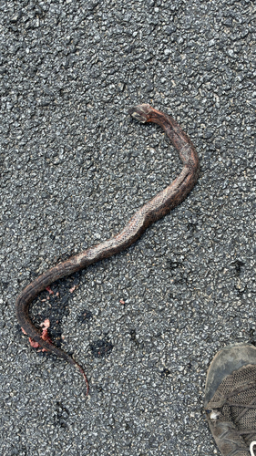 Chinese Mountain Pit Viper