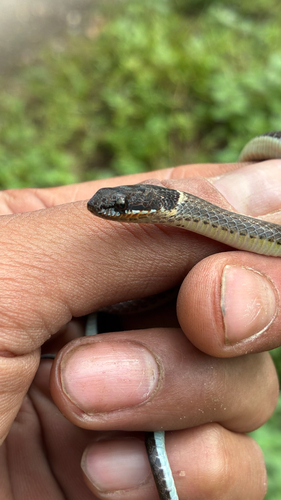 Collared Black-headed Snake