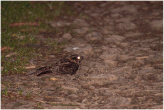 Macropsalis forcipata