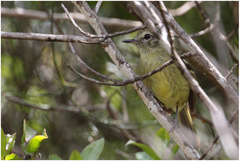 Phylloscartes ventralis