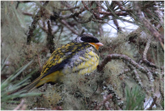 Phibalura flavirostris