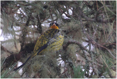 Phibalura flavirostris