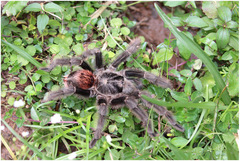 Grammostola