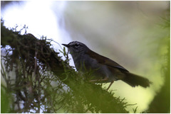 Myiothlypis leucoblephara