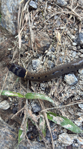 Collared Black-headed Snake