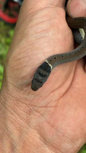 Collared Black-headed Snake