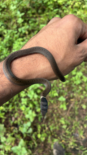 Collared Black-headed Snake