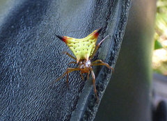 Micrathena furcata