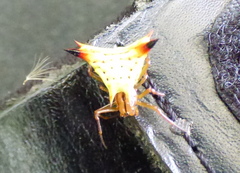 Micrathena furcata