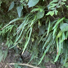 Haplopteris anguste-elongata