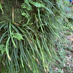 Haplopteris anguste-elongata