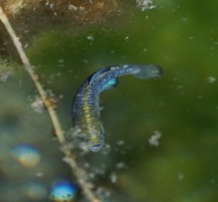 Cyprinodon nevadensis mionectes