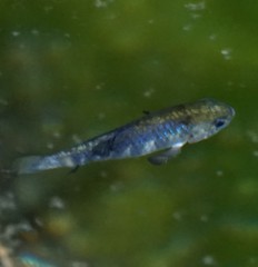 Cyprinodon nevadensis mionectes