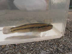 Tridentiger bifasciatus