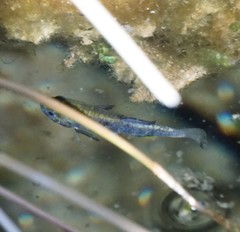 Cyprinodon nevadensis mionectes