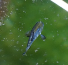 Cyprinodon nevadensis mionectes