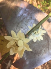 Eupomatia laurina