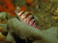 Cirrhitichthys aprinus