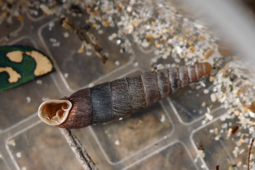 Wrinkled Door Snail, 34110 Frontignan, France, photo 9 of 10