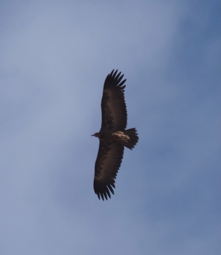 Hooded Vulture