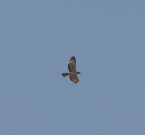 African Hawk-Eagle