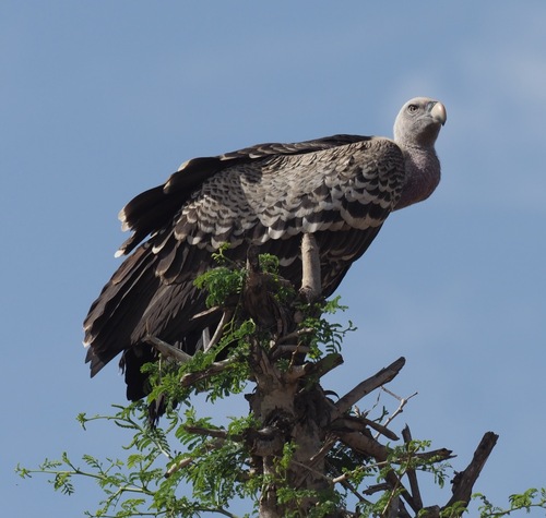 Rüppell's Griffon