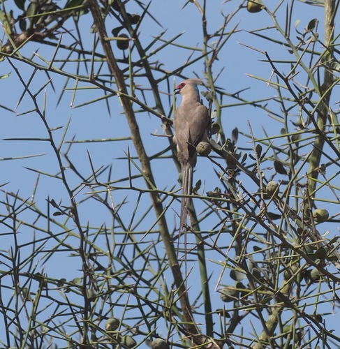 Blue-naped Mousebird