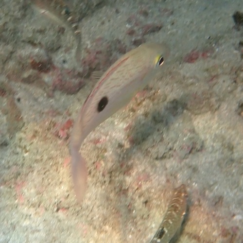 Rose snapper (Lutjanus guttatus) — Lutjanidae