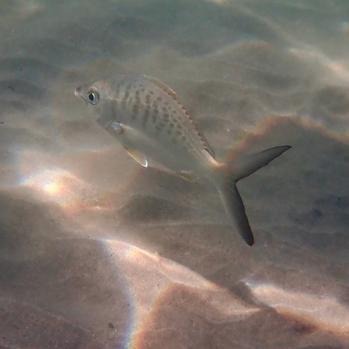 Pacific Yellowfin Mojarra (Gerres simillimus)
