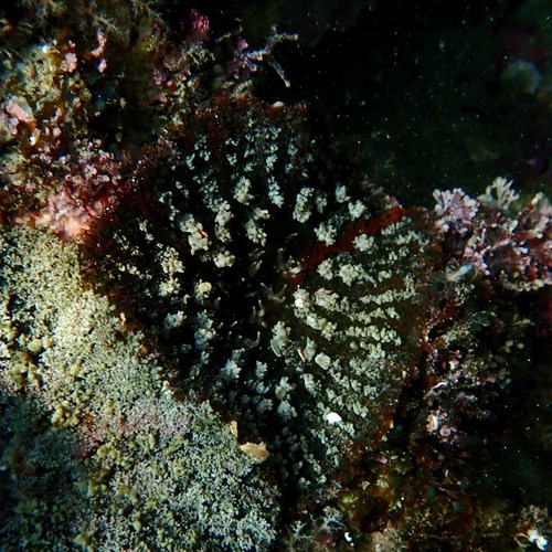 Actinostella bradleyi (Actinostella bradleyi)