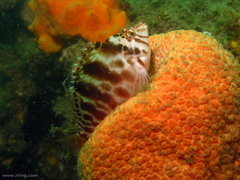 Cirrhitichthys aprinus