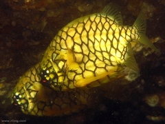 Cleidopus gloriamaris