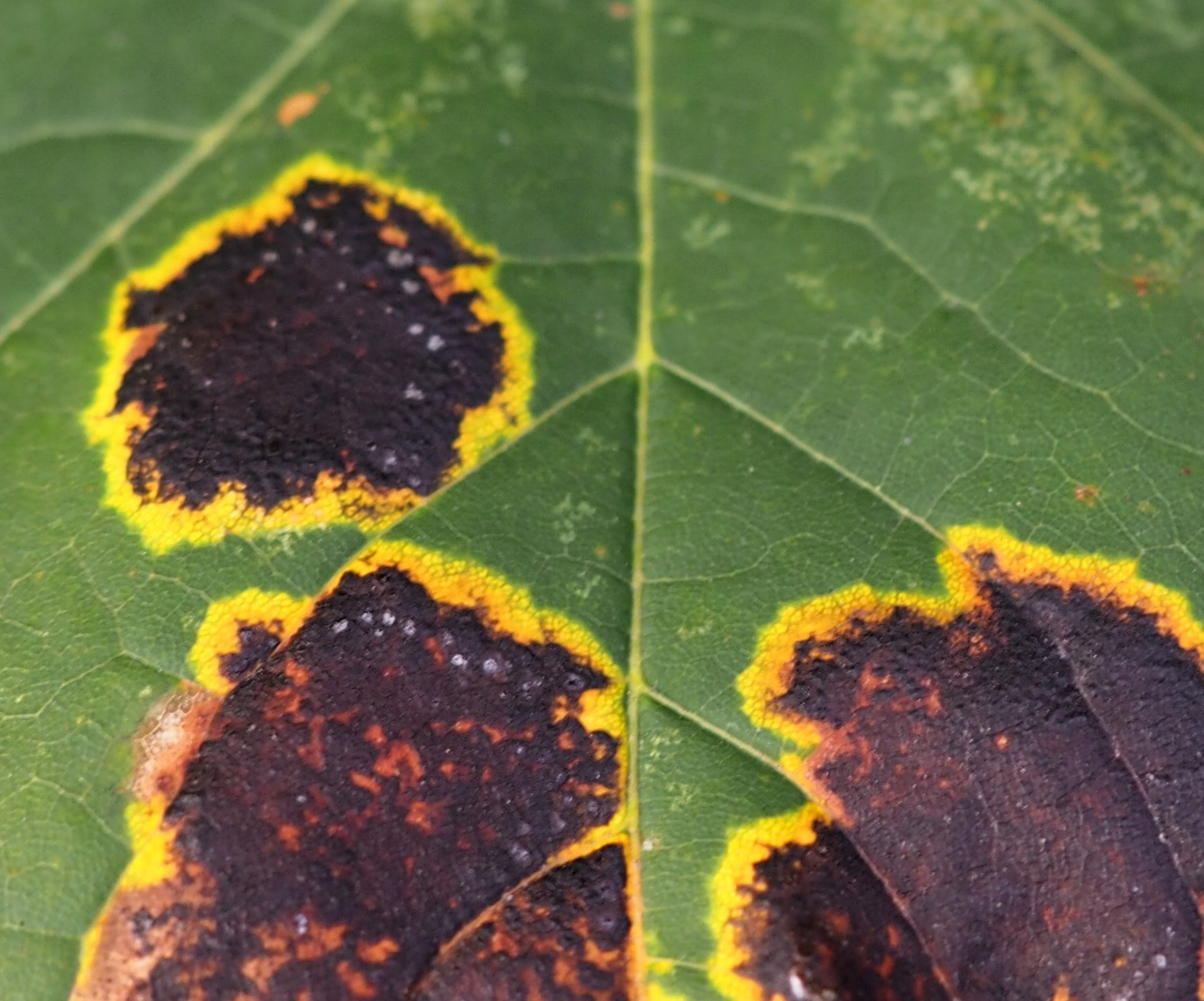 Rhytisma acerinum image