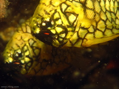 Cleidopus gloriamaris